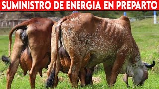 🔴 Suministro De ENERGIA En VACAS En ETAPA De PREPARTO ✅ Vacas Lecheras  Doble Propósito [upl. by Bobbi]