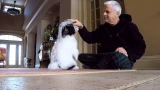 coton de tutelar how to teach rollover dog trick [upl. by Corinna411]