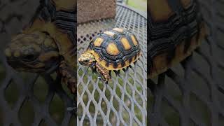 Red Foot Tortoise Male 24rftqb01 [upl. by Levram]