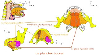 Anatomie de la cavité buccale [upl. by Varrian372]