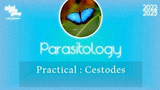 Pract 1 Cestodes Parasitology [upl. by Kcirederf]