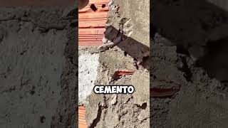 ¡Rescate Inesperado Hombre Salva a Lagarto Atrapado en Cemento 🦎🔨 shorts [upl. by Faubion]