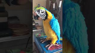 FurReal Friends Squawker McCaw Talking Parrot [upl. by Chaudoin]