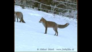 Rotfüchse im Winter  red foxes in winter 3 [upl. by Steffy]