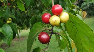 Eating Rukam Masam Flacourtia inermis [upl. by Ecertap]