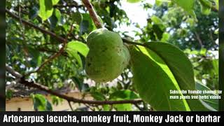 monkey fruit Monkey Jack barhar Artocarpus lacucha [upl. by Carisa]