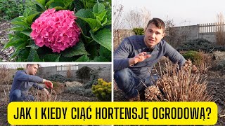 Co zrobić z hortensją ogrodową po zimie jak kiedy i czy przycinać hortensję ogrodową [upl. by Bensen74]