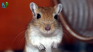 Top 10 facts about Gerbils youll wish youd known about sooner [upl. by Thistle]