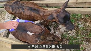 뉴질랜드 소 방역 작업  Pouron drench for Cattle [upl. by Aikenahs257]