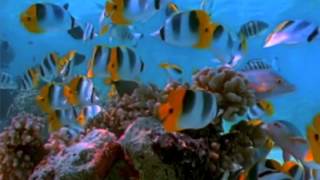 🐟 Coral Reef Aquarium Fish Tank with Water Sound  Tropical Fish Screensaver 10 Hours [upl. by Riay]