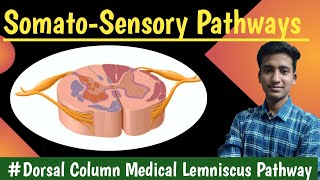 Dorsal Column Medial lemniscus pathway Anterolateral Pathway  CNS Physiology hindi Ashish [upl. by Retha]