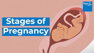 How your baby develops  Stages of pregnancy  Bupa Health [upl. by Resay]