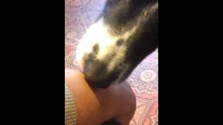 Dog cleaning a wound And using his teet [upl. by Nalak]