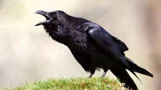 Raven  bird call  Learn The Sound A Raven Makes  Raven Sounds and Pictures [upl. by Sorodoeht]