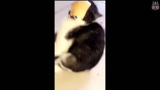 Cats Who Get Cheese to The Face A Compilation [upl. by Metabel302]