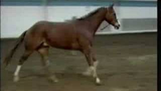 Horse Conformation Stride evaluation as seen on eXtension [upl. by Yung]