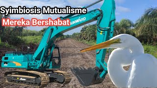 Excavator Mini Sunward PC 80 Dan Bangau Putih Bersahabat 😝😝😝 Dunia Anak [upl. by Prendergast]