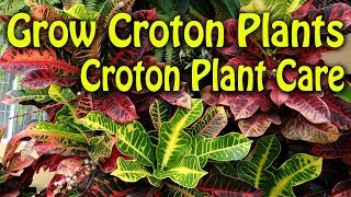 How To Grow Croton Plants  How To Take Care of Croton Plant [upl. by Tella]