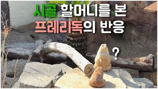 프레리독 말 잘하는 시골 할머니를 봤을 때의 반응 ✔ 귀엽고 사회생활 잘 하는 프레리도그 😊 [upl. by Barboza]