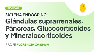 Glándulas suprarrenalesPáncreasGlucocorticoidesMineralocorticoides BiologíaEndocrino V6 Egg [upl. by Hochman]