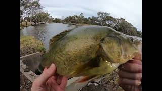 Hot bite in the Wimmera River [upl. by Anitnauq]