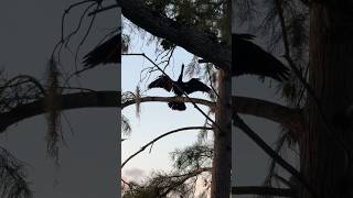 Birds of Florida Anhinga novaehollandiae birds birdslover birdsounds birdspecies [upl. by Airekat197]