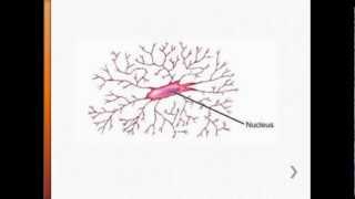 USMLE Immunology  Resident Macrophages Microglia amp the Central Nervous System [upl. by Germayne]