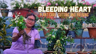 Bleeding Heart Plant Care Cutting and Pruning I Nepali Garden Channel [upl. by Lehte]