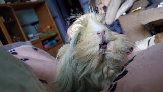 strawberry guineapiggy guineapig guineapigslove guineapigslove guineapiggies rodent peruvian [upl. by Bruckner]