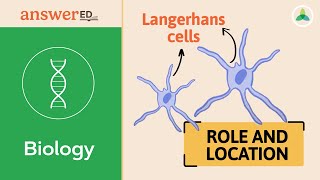 Langerhans Cells Stratum Spinosum Corneum Granulosum or Basale [upl. by Pylle]