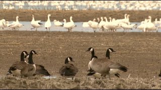 La semaine verte  Déclin des bernaches du Canada [upl. by Allsun]