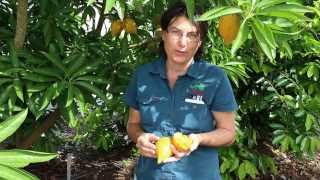 Canistel Fruit Tree or Yellow Sapote Tree  Tastes Like Egg [upl. by Clayberg]