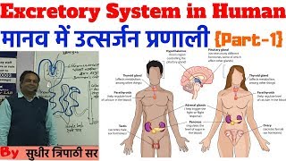 Excretory System in Humanमानव में उत्सर्जन तंत्रPart1 Biology For RRB NTPCSSCUPSCUPPSCBPSC [upl. by Atteras]