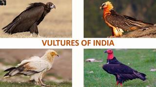 Vultures of India 🇮🇳  Raptors  Indian Birds [upl. by Julie790]