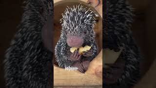 Prehensiletailed porcupine [upl. by Dieter699]