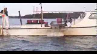 Eastern Shore watermen dredge oysters in Broad Creek [upl. by Ecnahoy879]