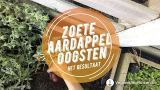 Zoete aardappel oogsten  Wat is het resultaat [upl. by Laynad273]