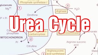 Urea Cycle Biochemistry Ornithine Cycle Urea Formation [upl. by Wainwright]