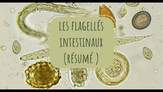 LA PARASITOLOGIE 🦐 EN RÉSUMÉ 3 flagellés intestinaux [upl. by Attenal638]