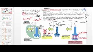 Aminoacyl tRNA Synthetase Part 1 [upl. by Merrili]