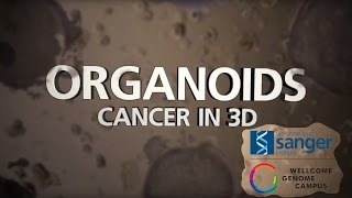 Organoids Cancer in 3D  Sanger Institute [upl. by Griffiths606]