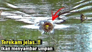 Ganas Sambaran Predator Dari Balik SemakSemak  Top Water Explosion 💥 [upl. by Junia]