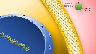 Lipidsoluble hormones steroid hormones [upl. by Neirbo31]