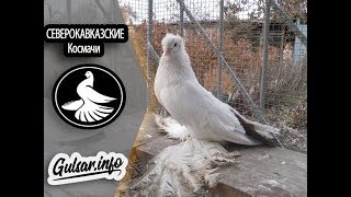 СЕВЕРОКАВКАЗСКИЕ КРАСНОХВОСТЫЕ ГОЛУБИ  PIGEONS  TAUBE [upl. by Ardnyk]