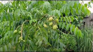 June Plum in a Pot with LOTS of FRUITS  August 5th 2021 [upl. by Bedwell674]