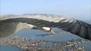 Flying Alongside Common Cranes Over Venice [upl. by Maddis]