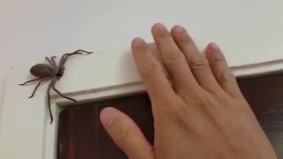 Australian Huntsman Spider Catch and Release [upl. by Brazee]