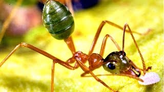 Incredible Edible Ants [upl. by Edlun]