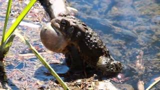 Toad Croaking [upl. by Dawaj]