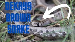 DeKays Brown snakeSnake Facts [upl. by Katzman]